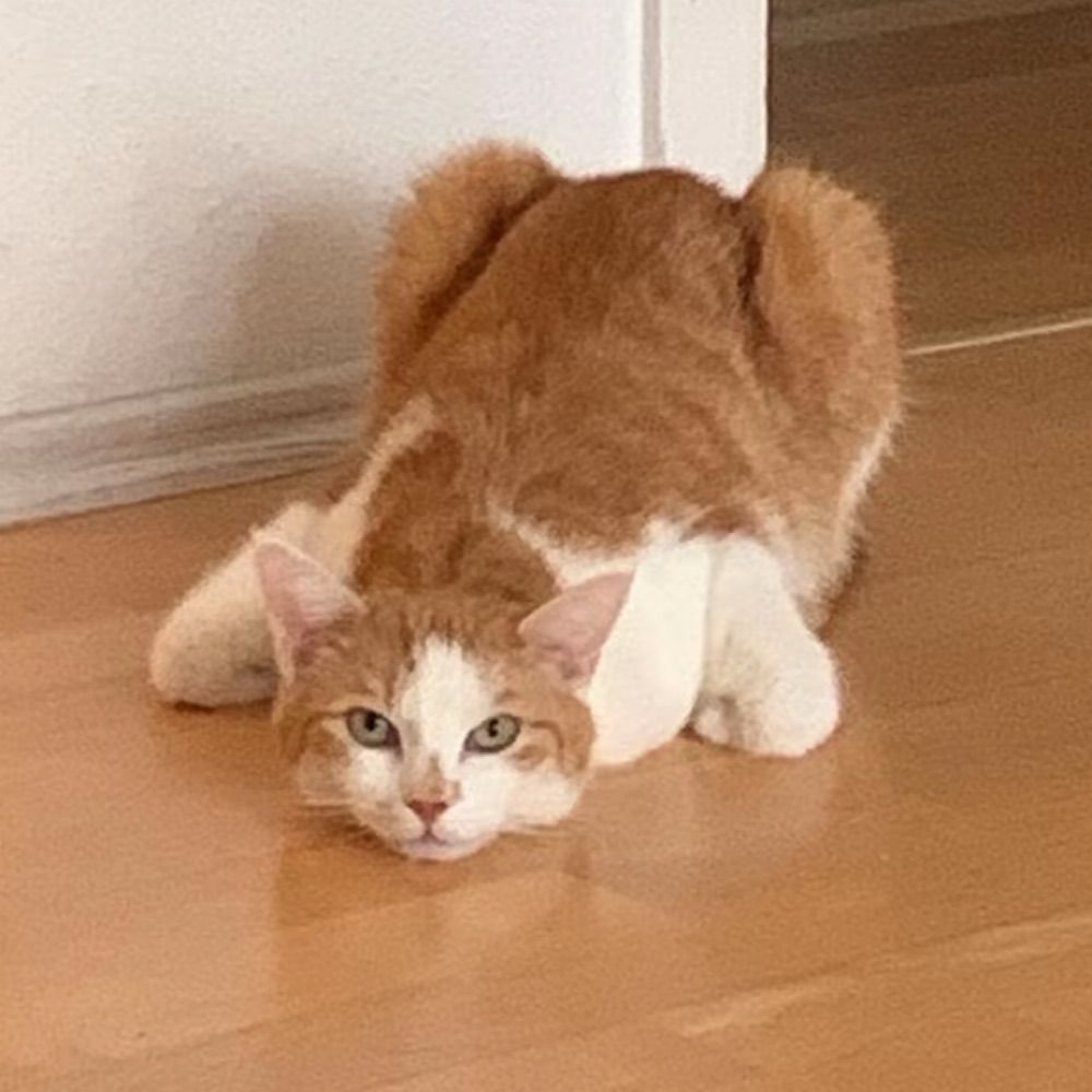 Skrimp