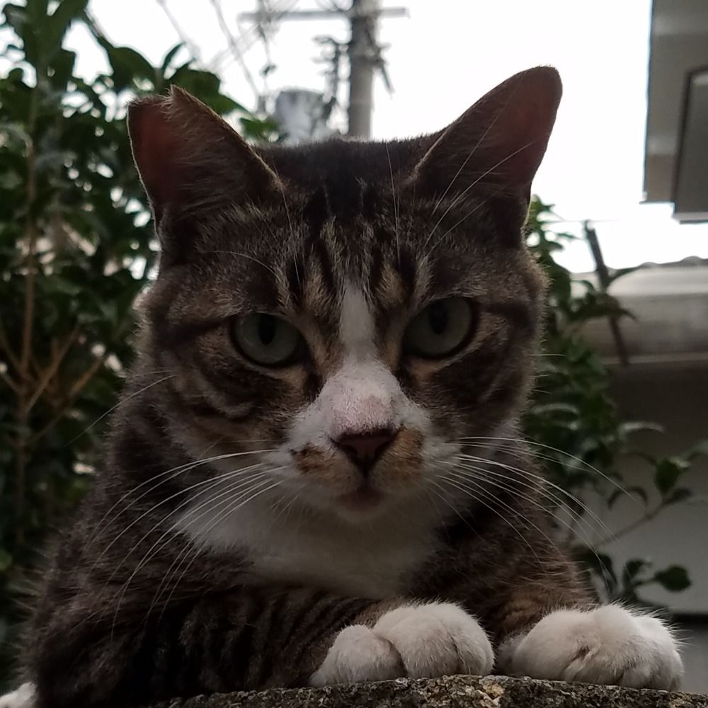 ひろぽんず
