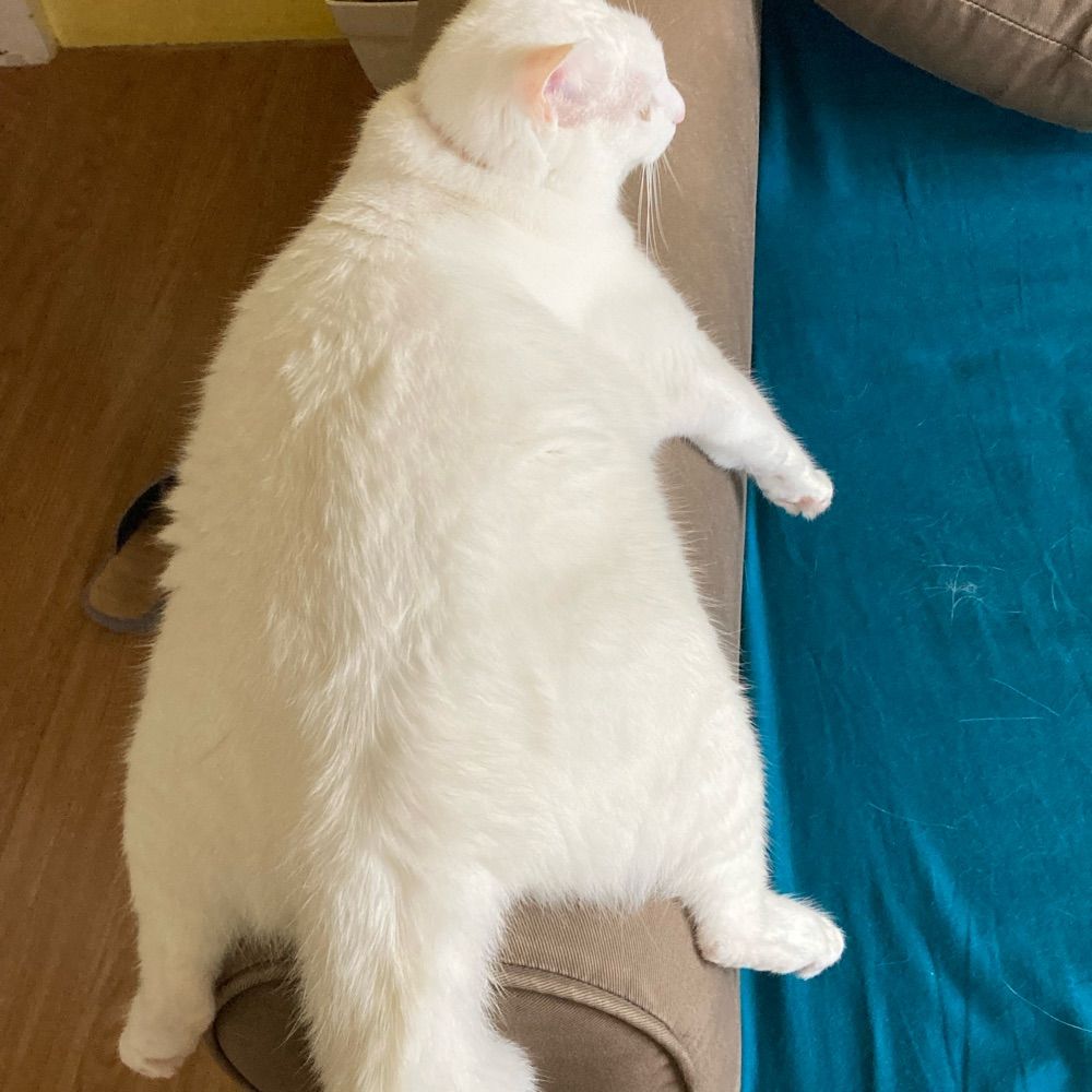 こみや