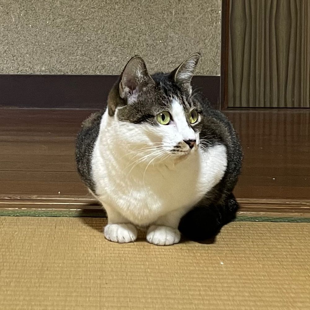 読書ネコ