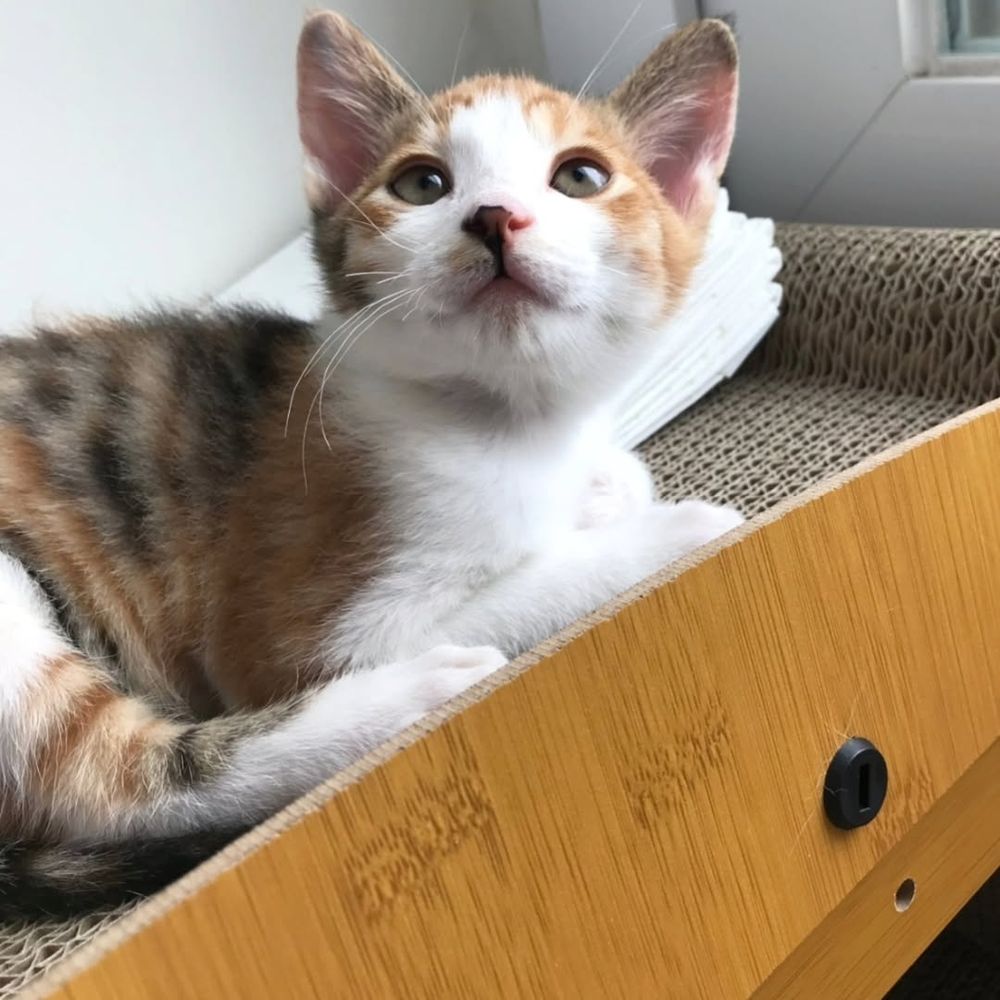Eve😸🐱😾🐈