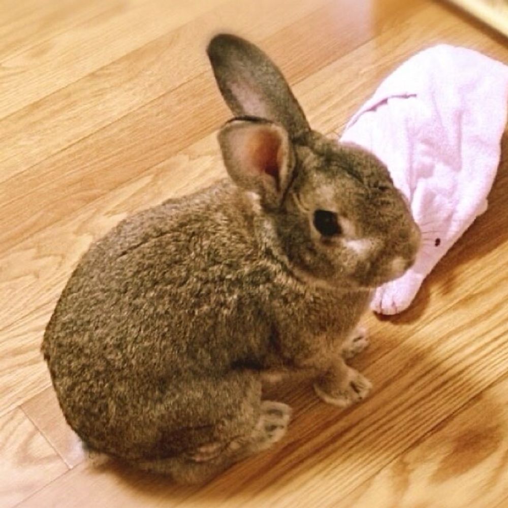 Risa-Hozumi.bsky.social