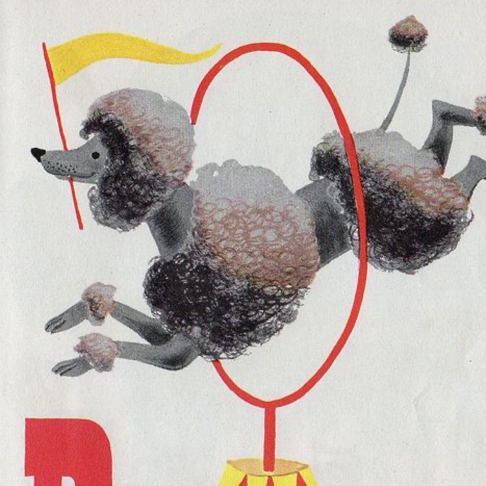 poodle in a hoop