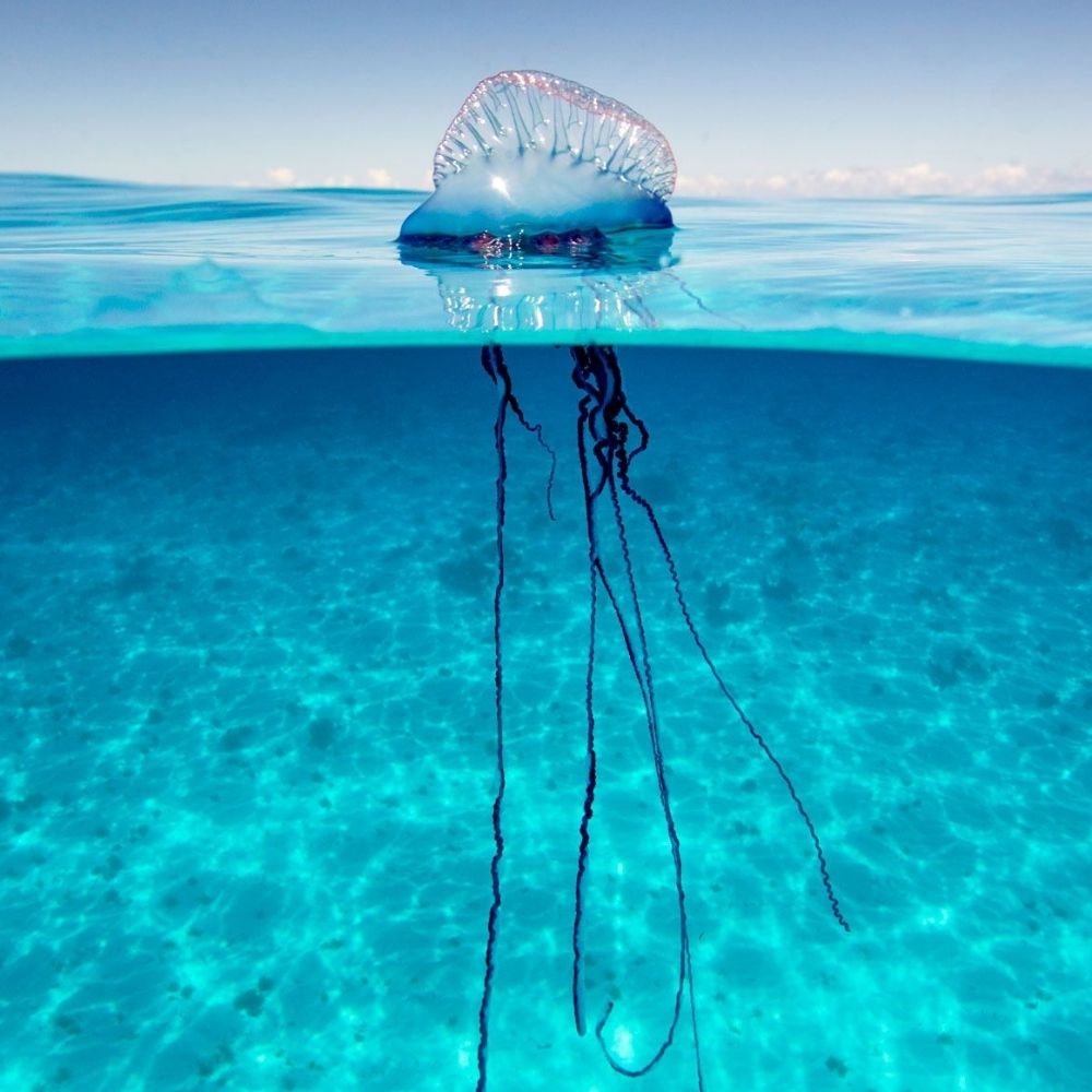 The Hydrozoa