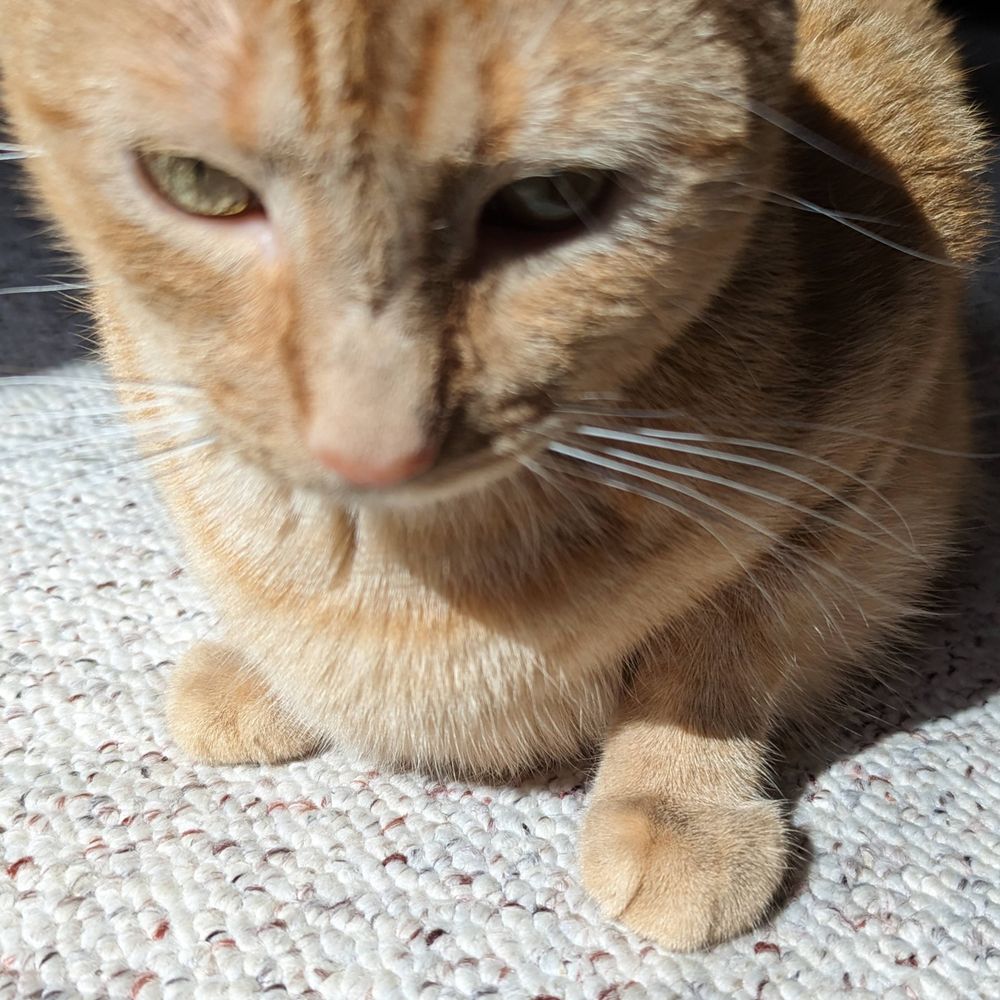 Rascal