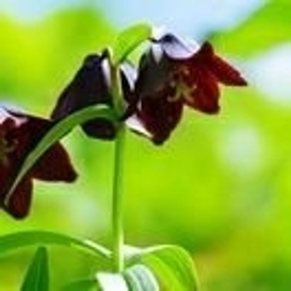 徒花