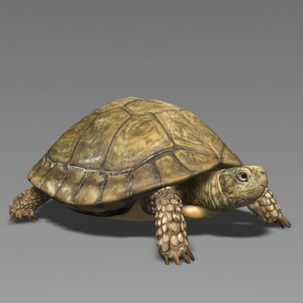 tartaruga