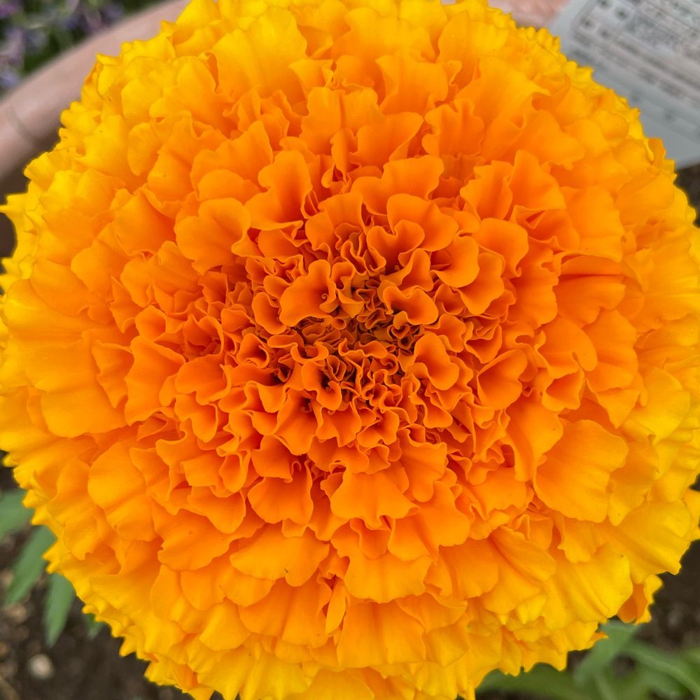 🏵️リコップ🏵️