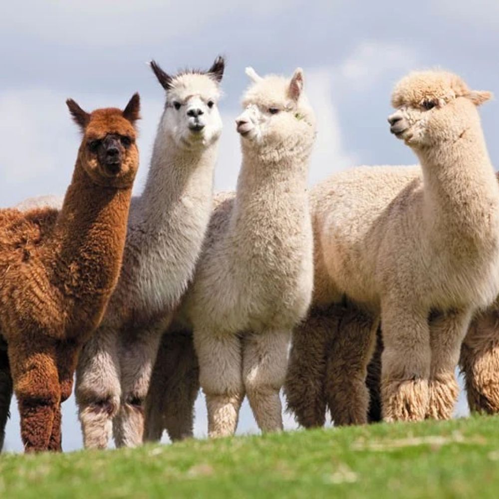 Alpaca