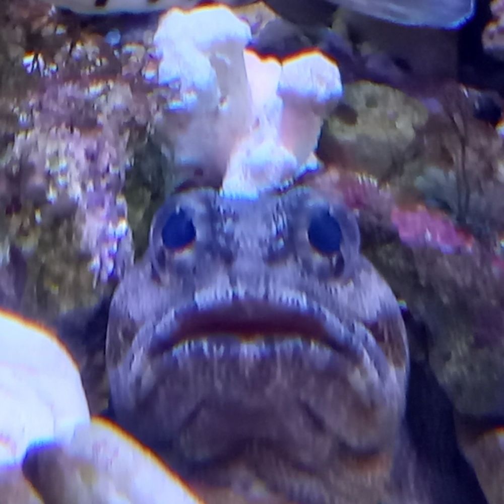 みのりのあきこ