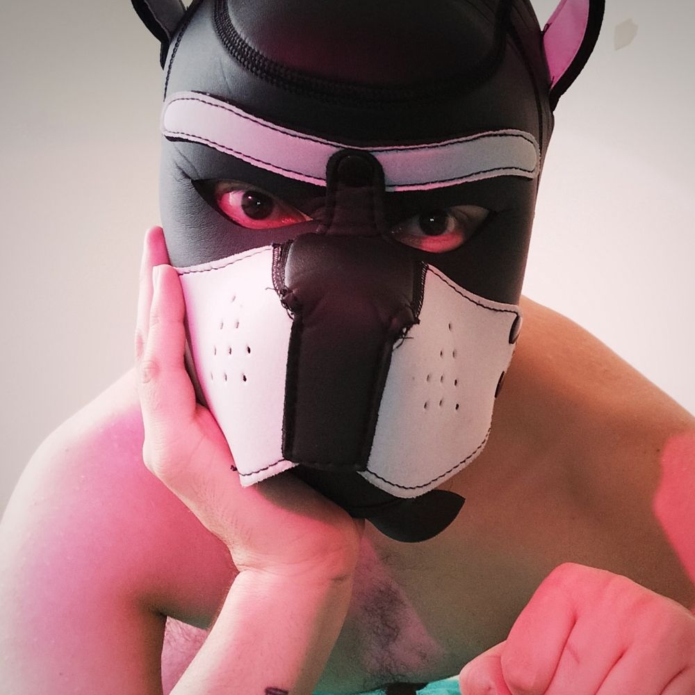 Pup Danés.