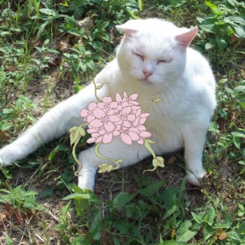 ムラサキ