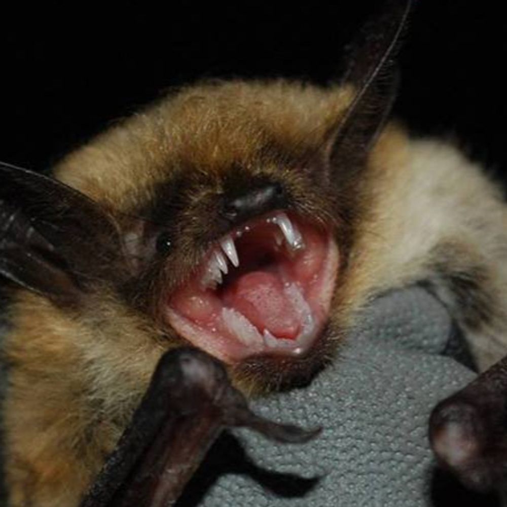 VALENTINE 🦇