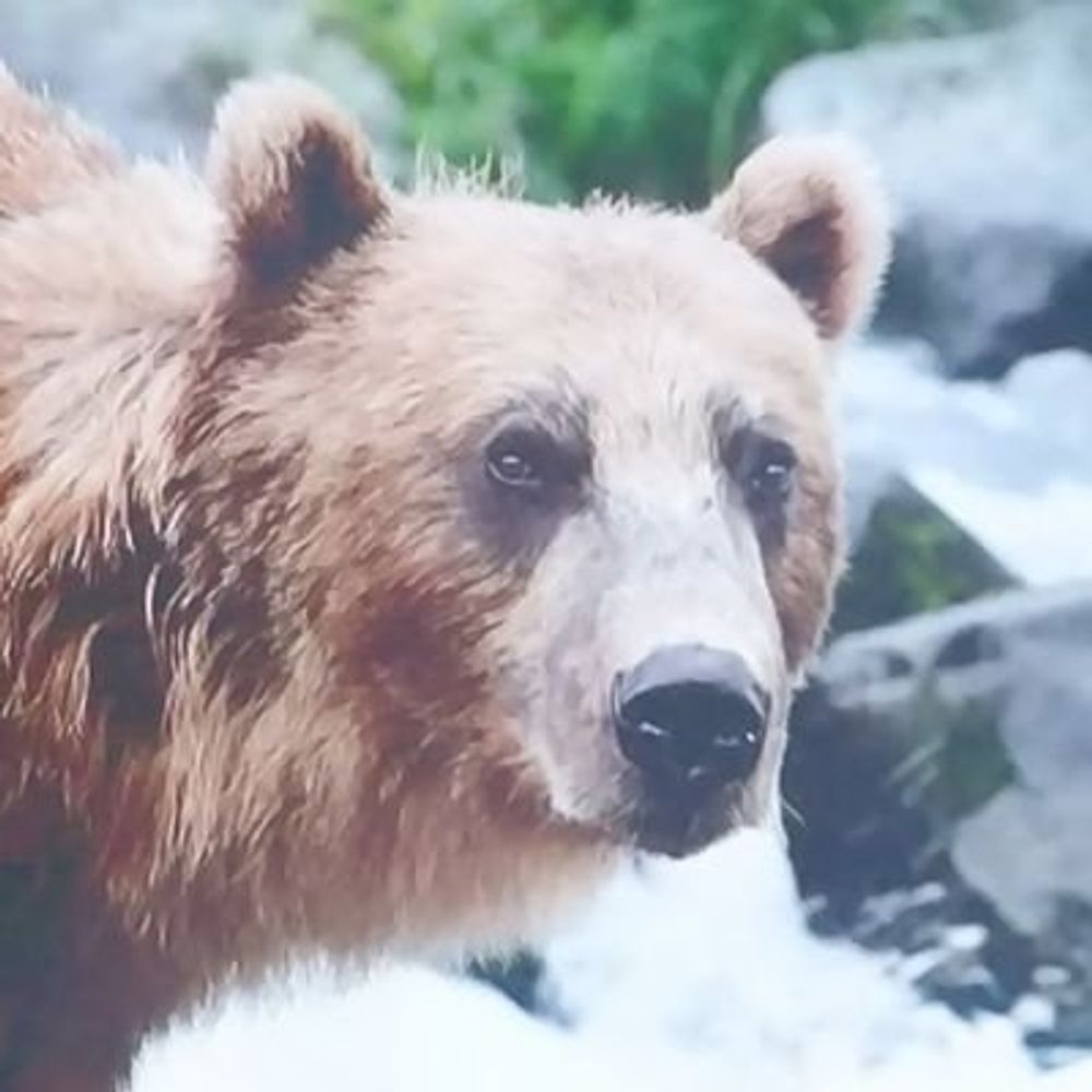 Goo Graou 🐻