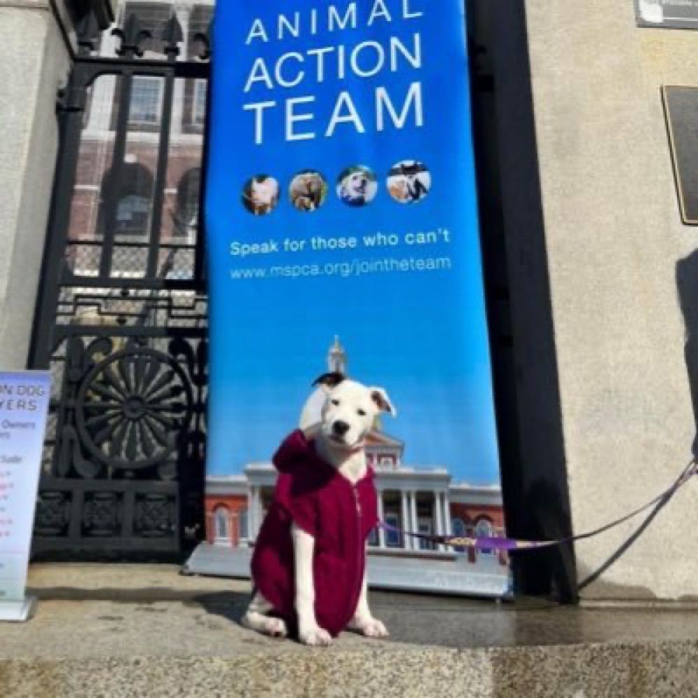 Advocacy at MSPCA-Angell