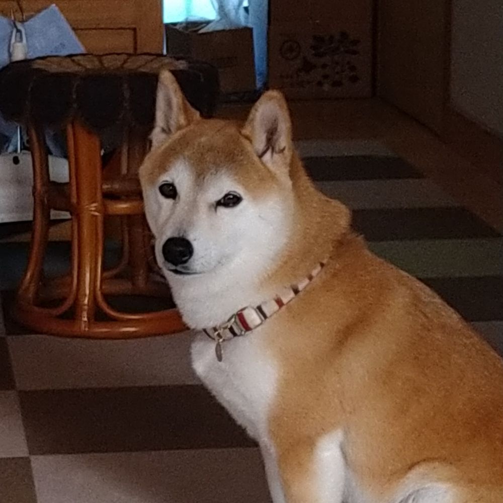 柴犬もも（警備隊長）