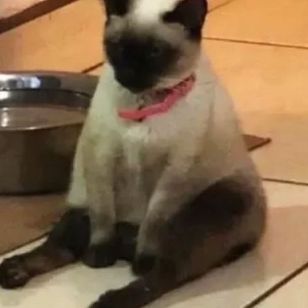 Purê de ervilha 