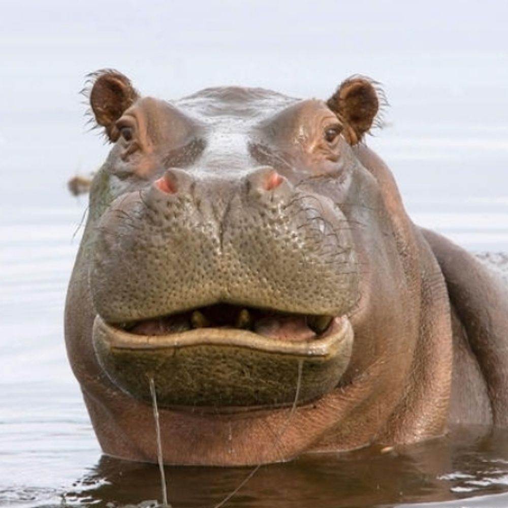 にん🦛