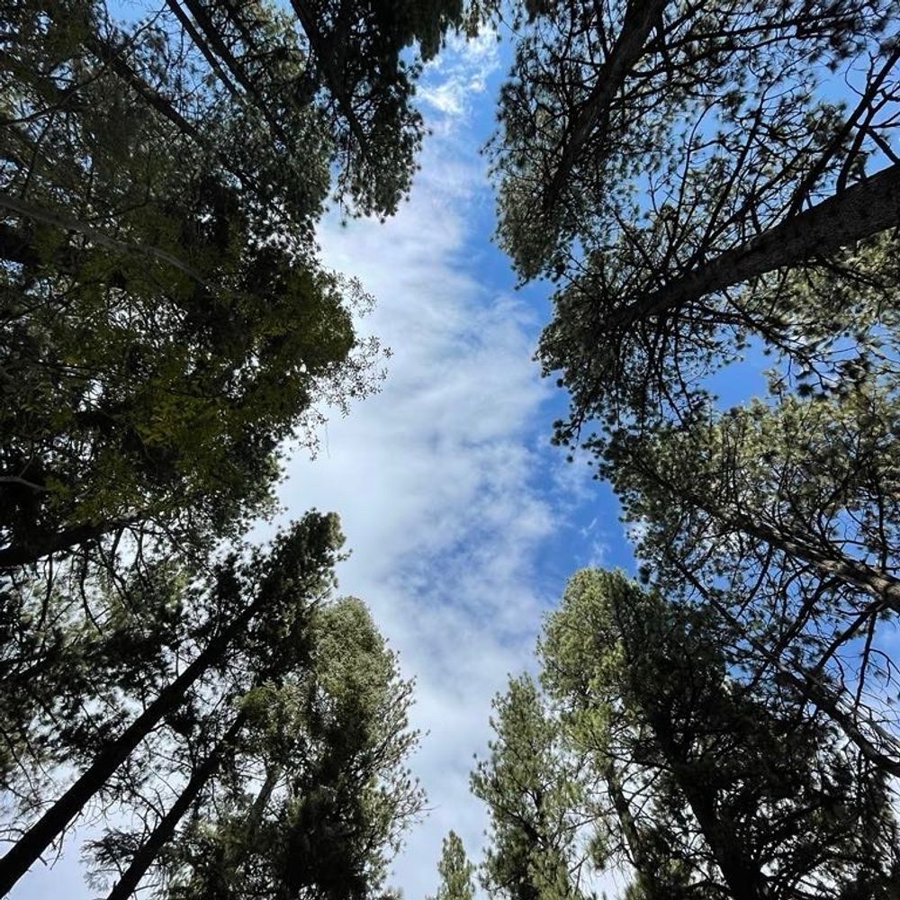 fuck yeah, trees