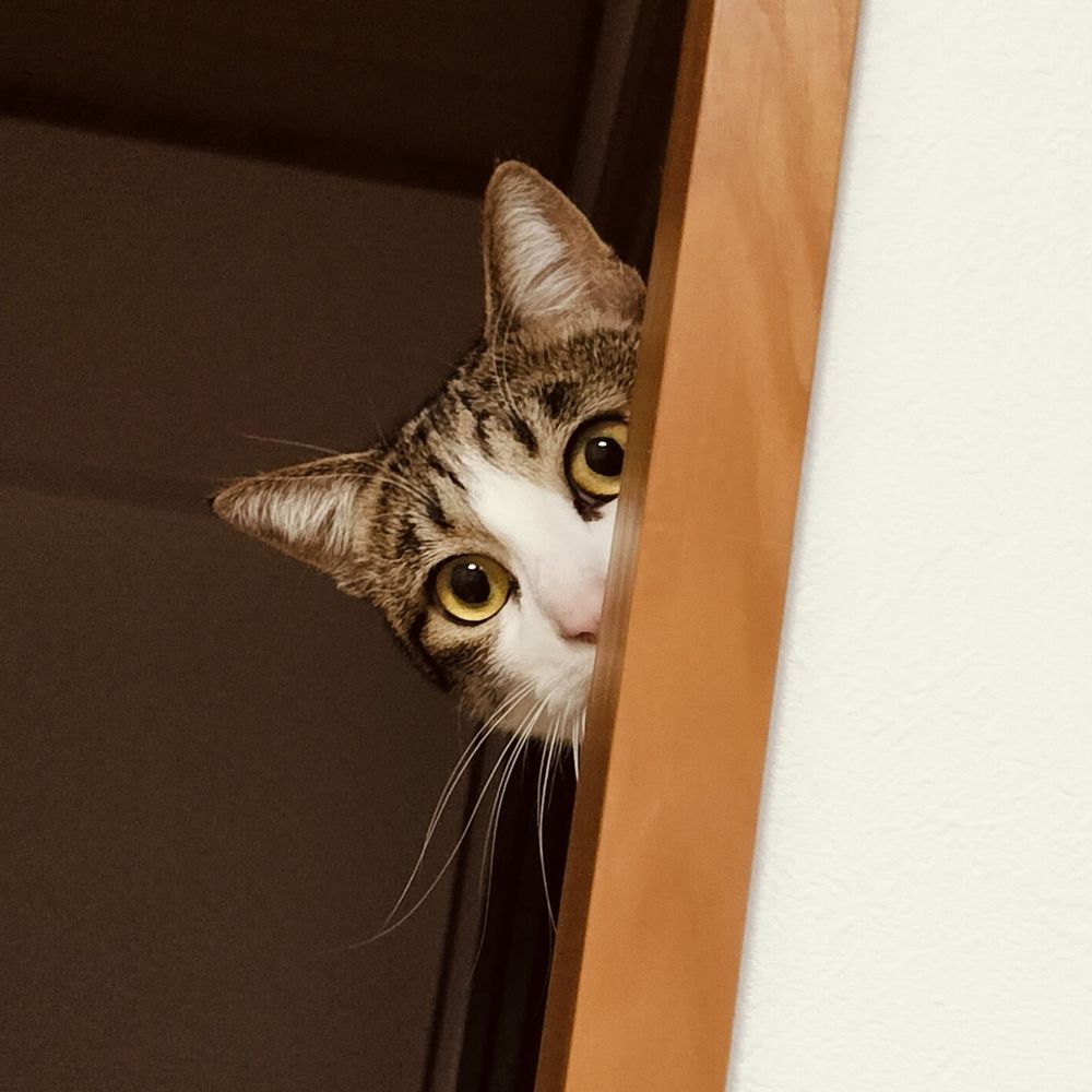 ぜんや