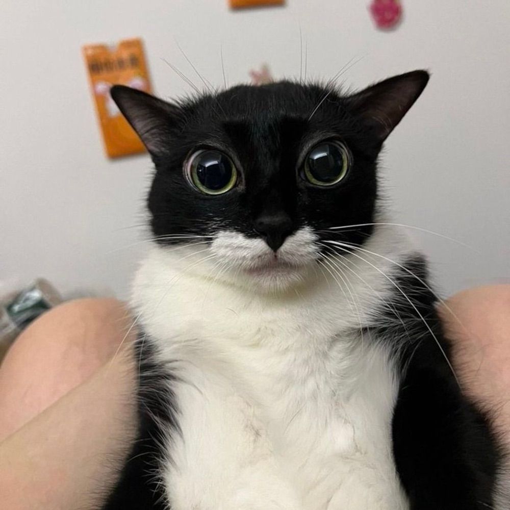 barbara