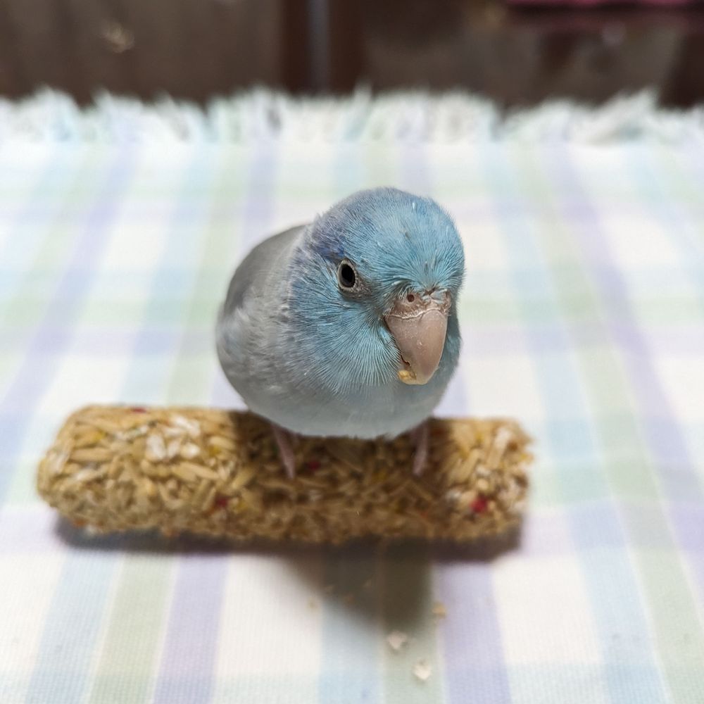 ﾁﾞｭｲ！