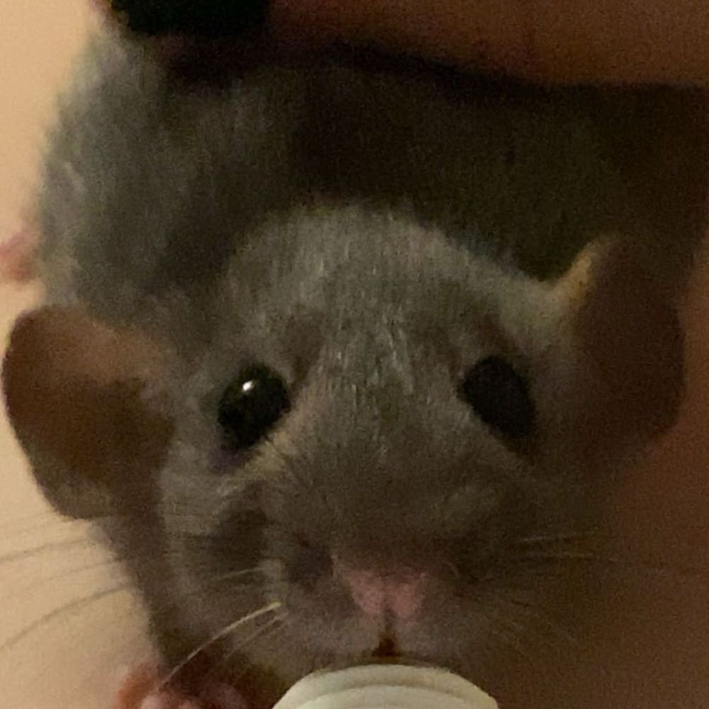 Samsalad