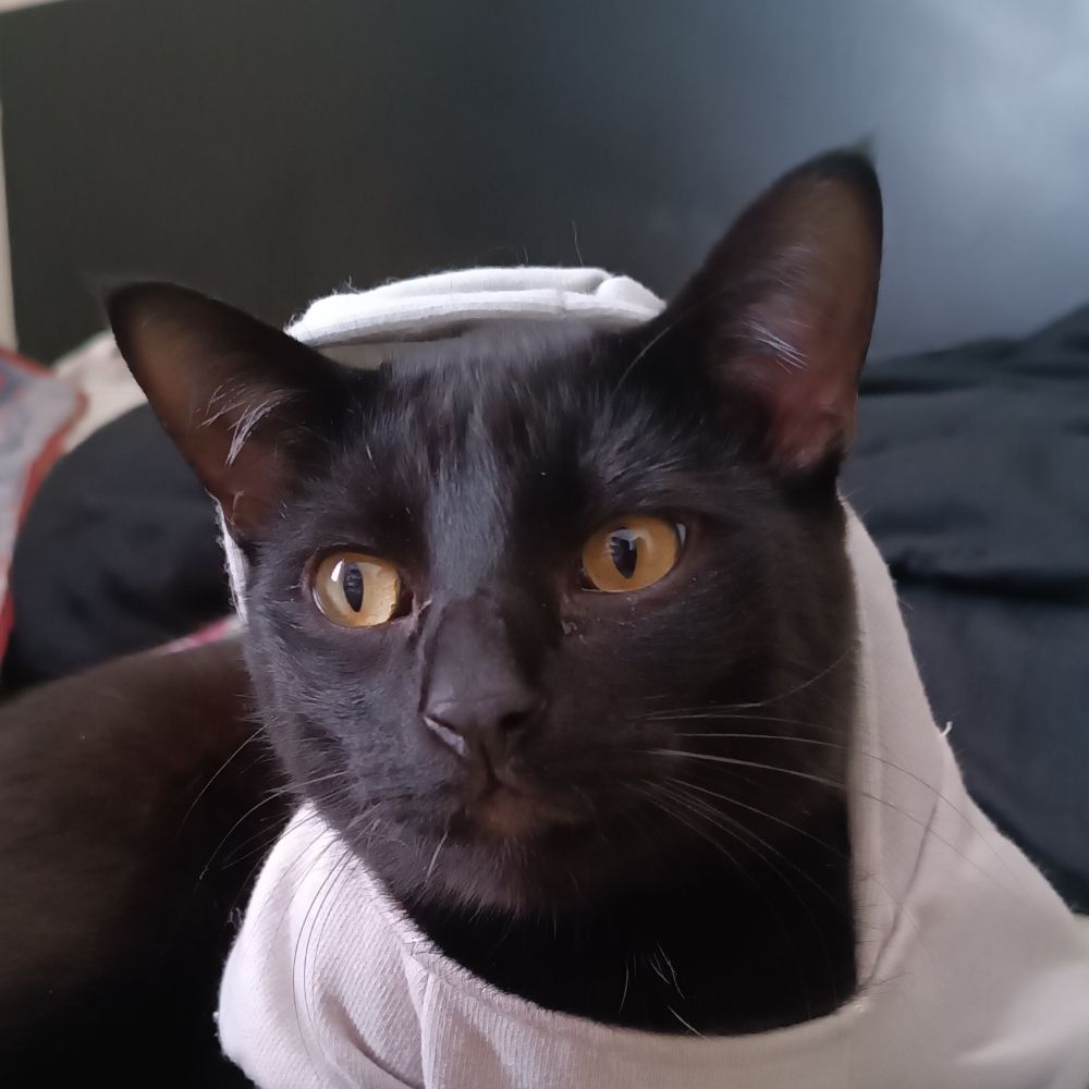 Gato Tarologo
