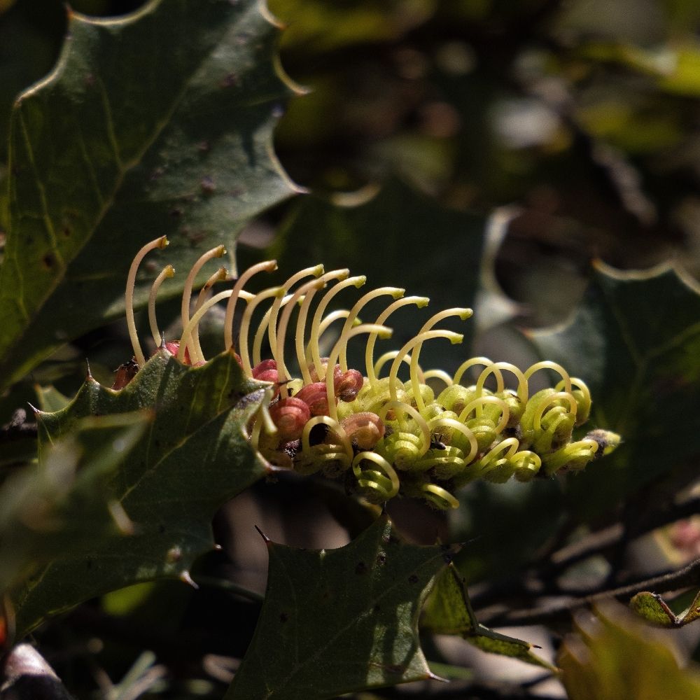 Michael Cook | Superfloristics
