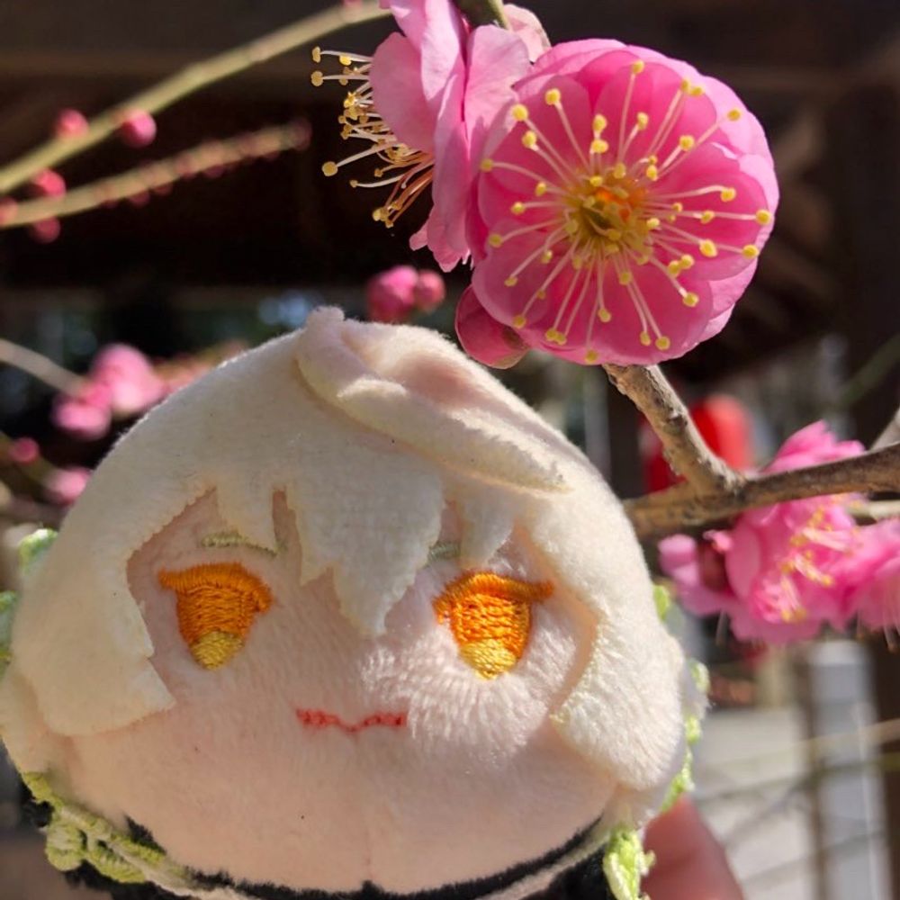 葵
