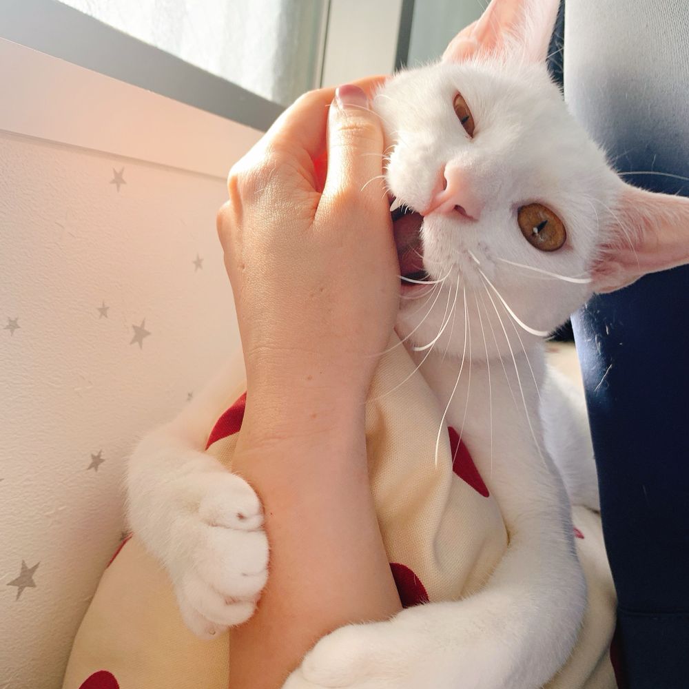 Mr.あおい