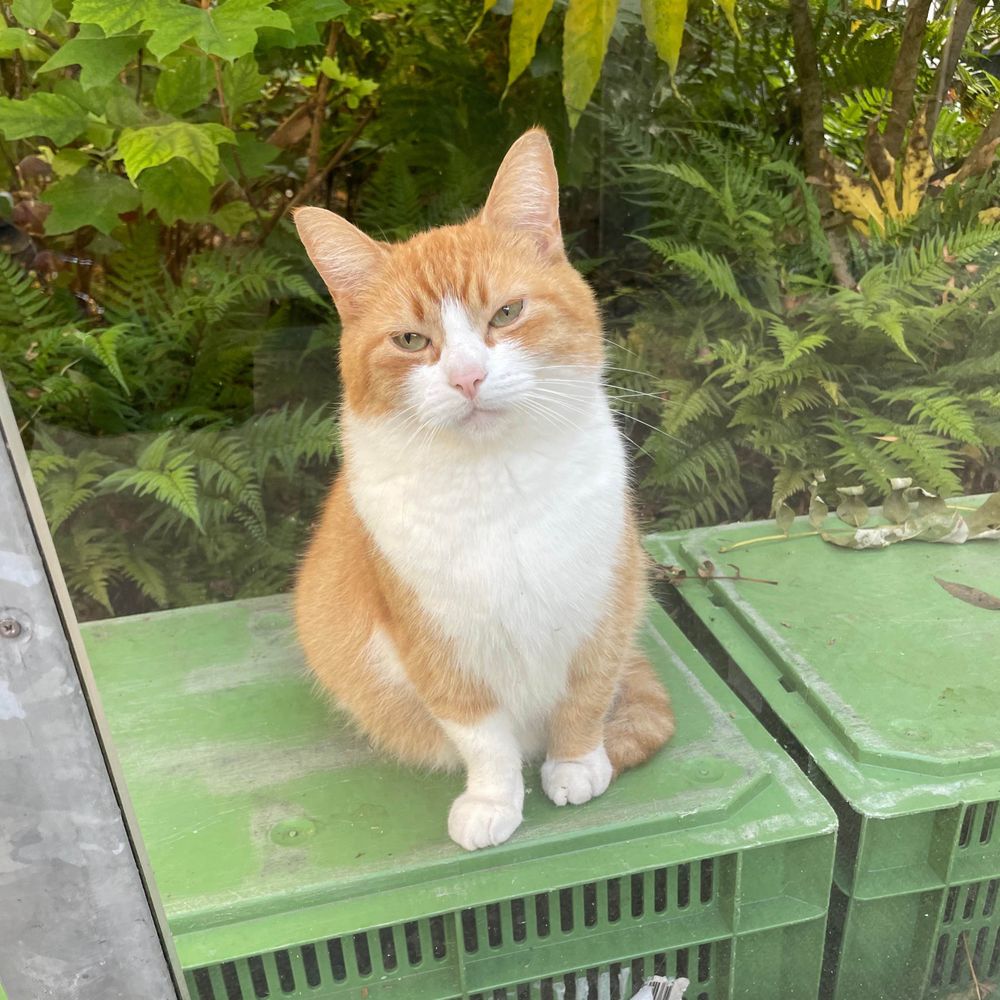 ユウユウ