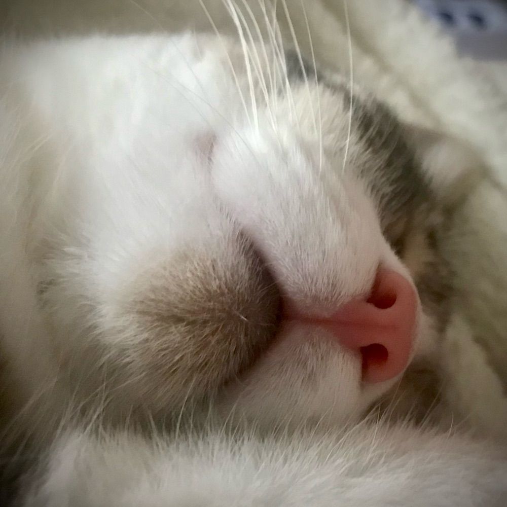 Benni