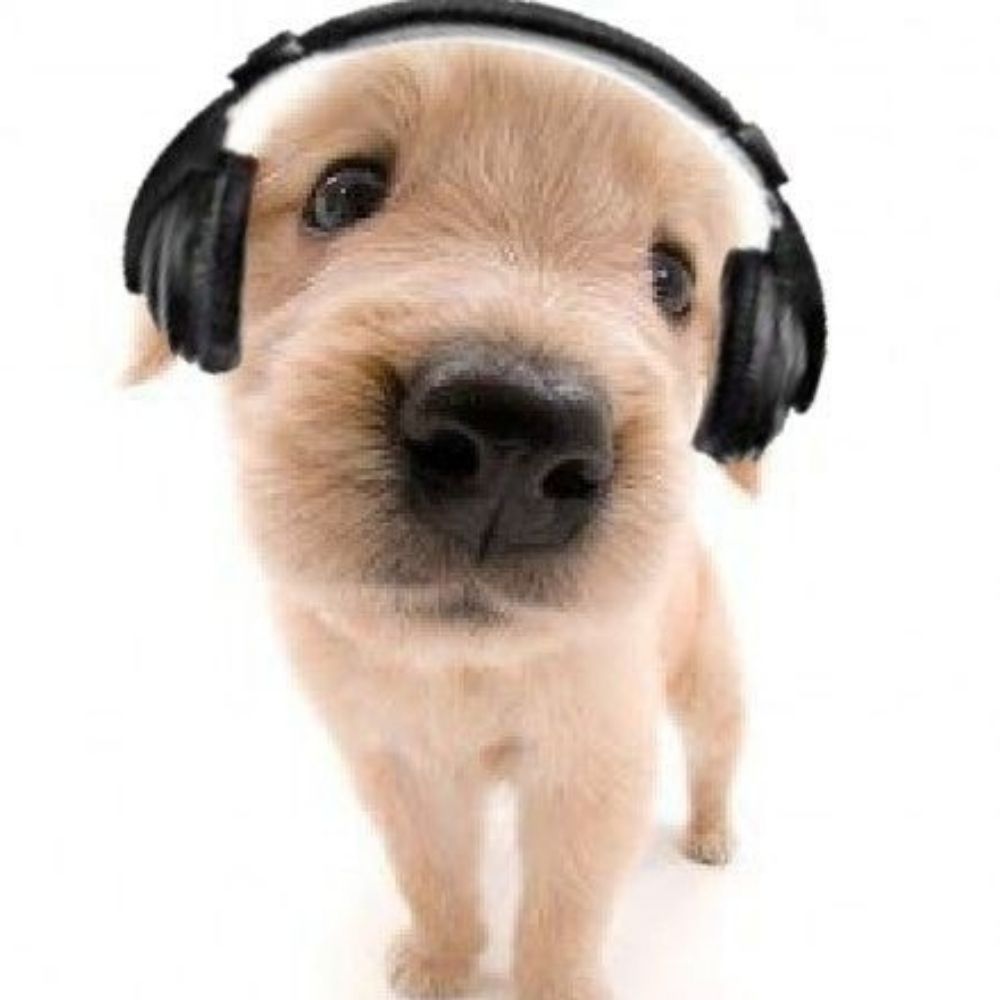 CHARLIE DOG