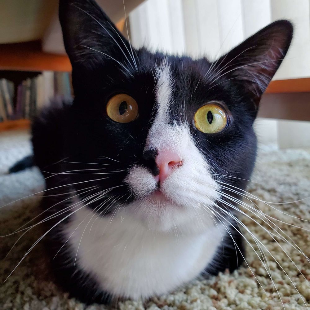 padfoot the cat