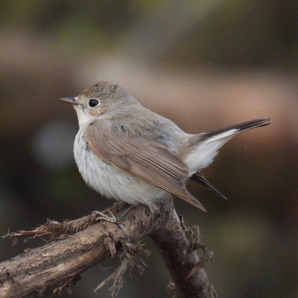 Fife Bird News