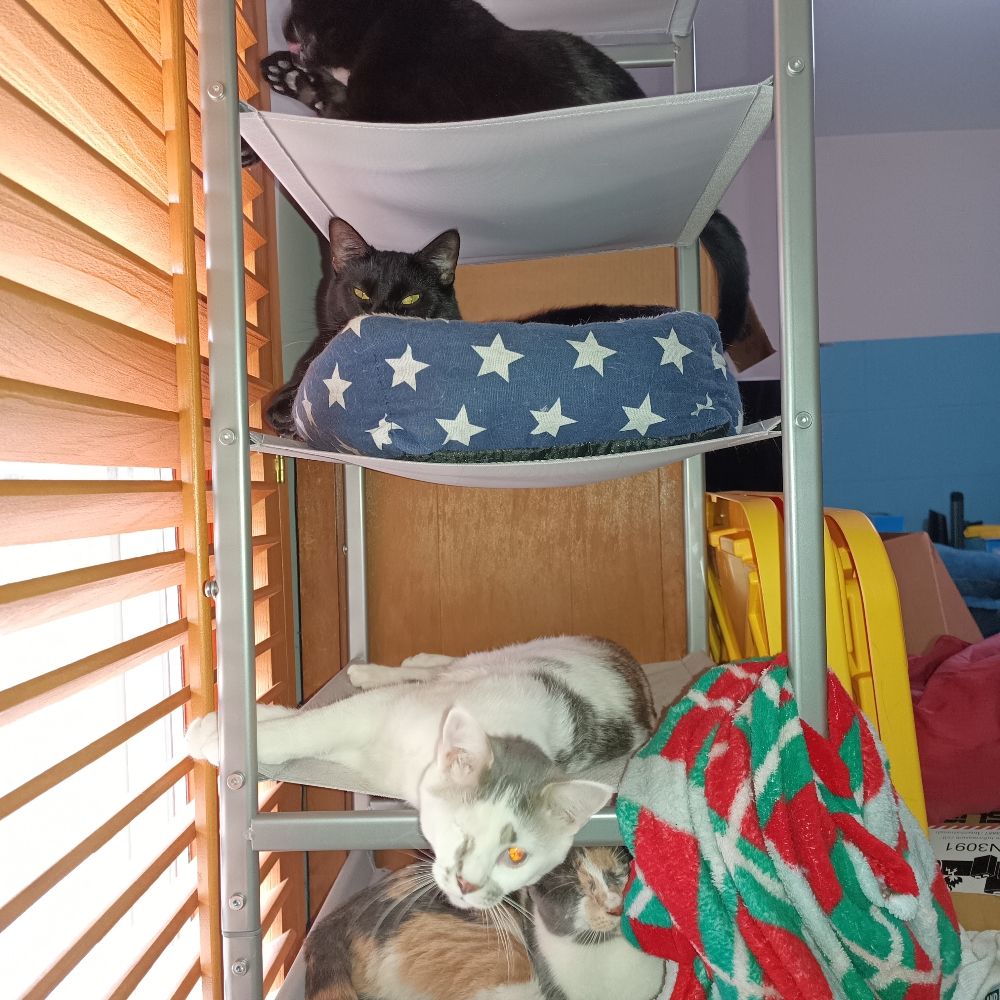 Sibling Crews and Jax