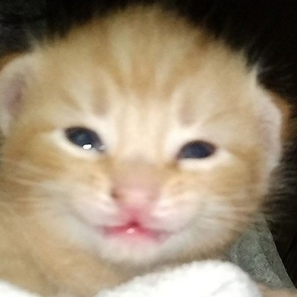 벱오