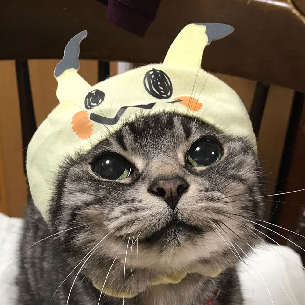 生春巻きだったはるる