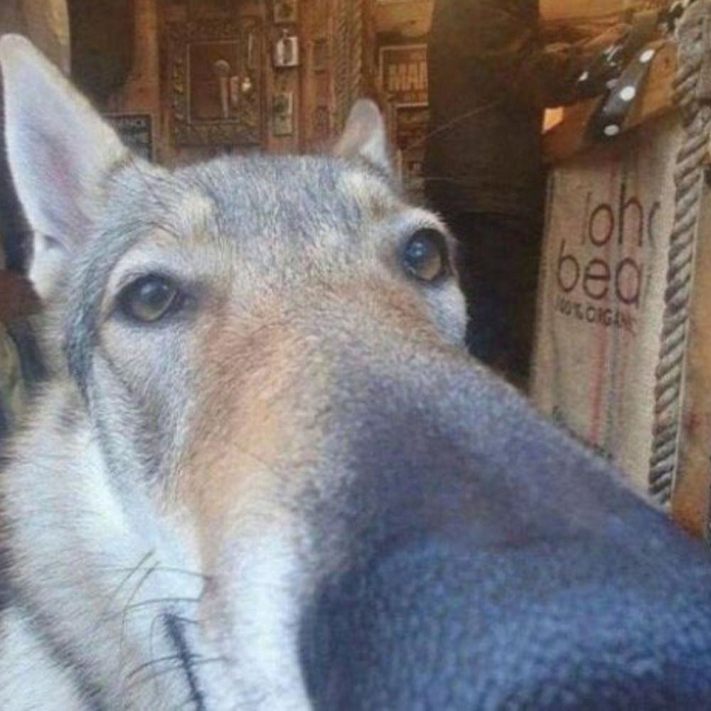 ThatDoggo.bsky.social