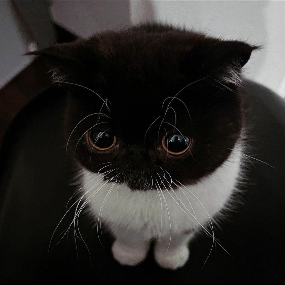 nana 🐈‍⬛