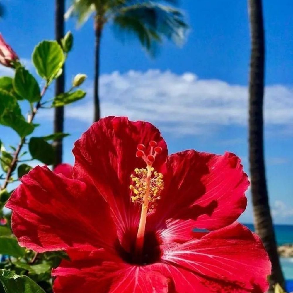 𝐒𝑖dᥱreus RP
🌺