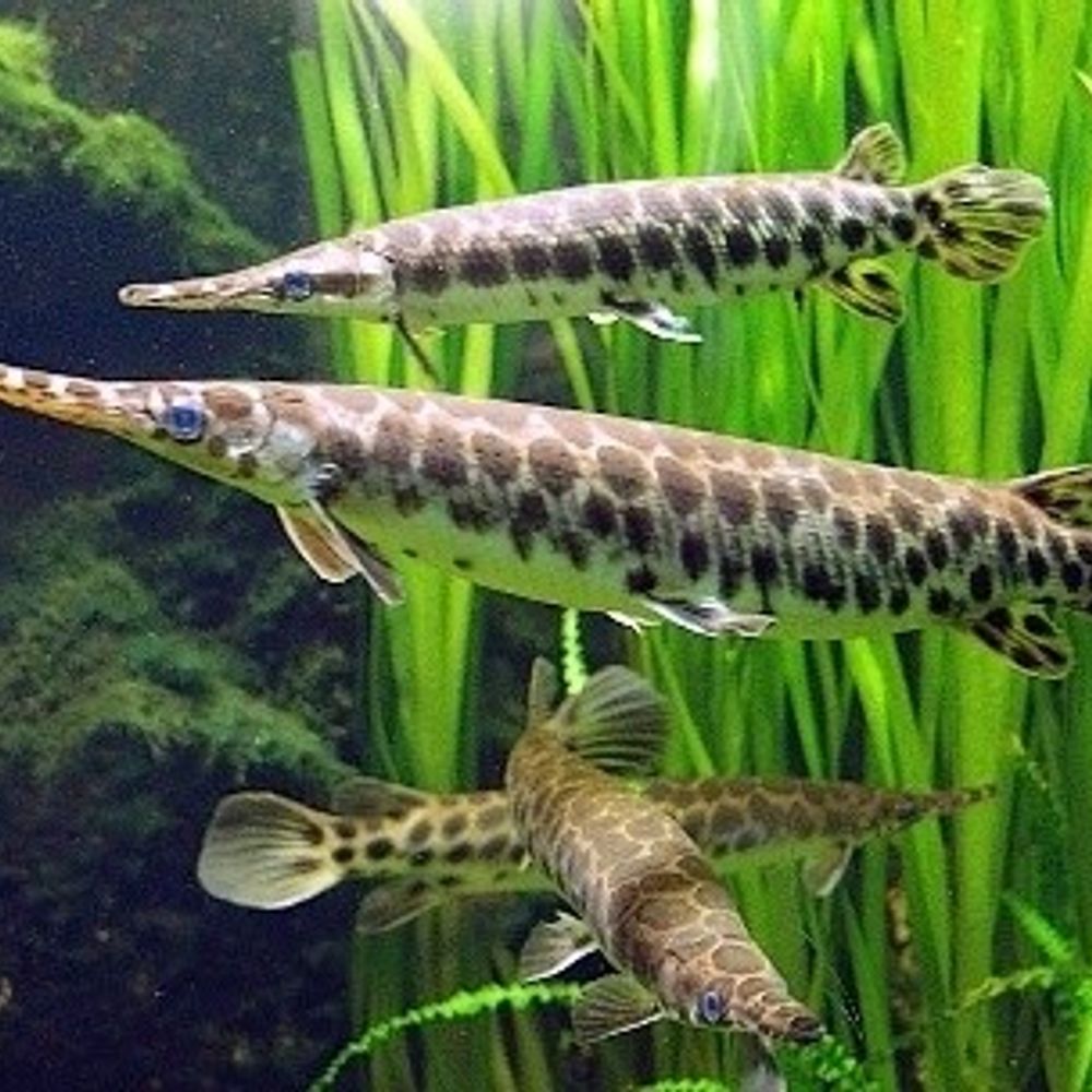 ValAxel