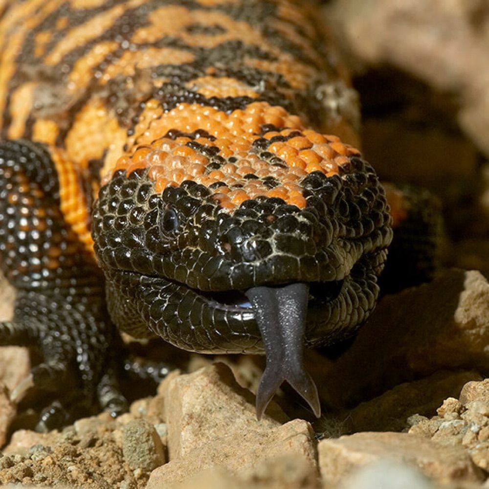 Gila Monster Throat Goat 🔞