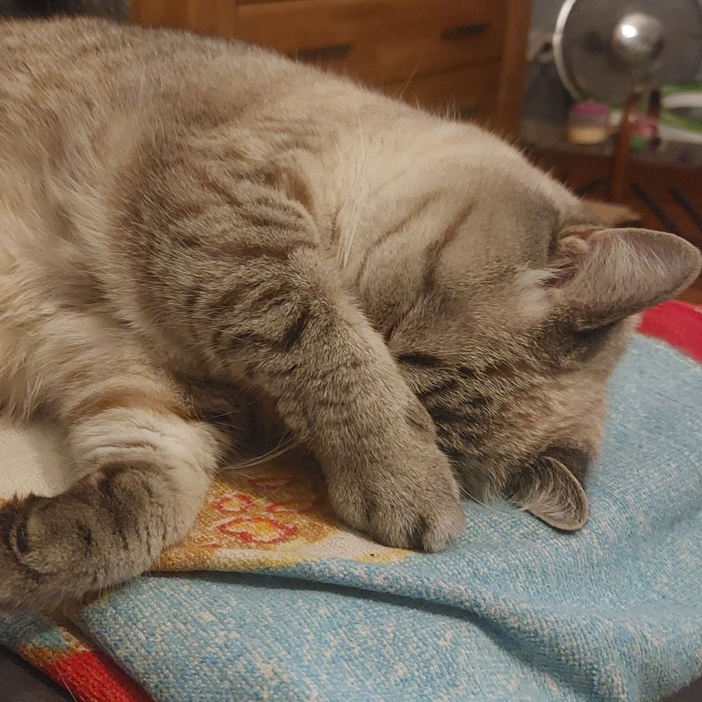 Spoon