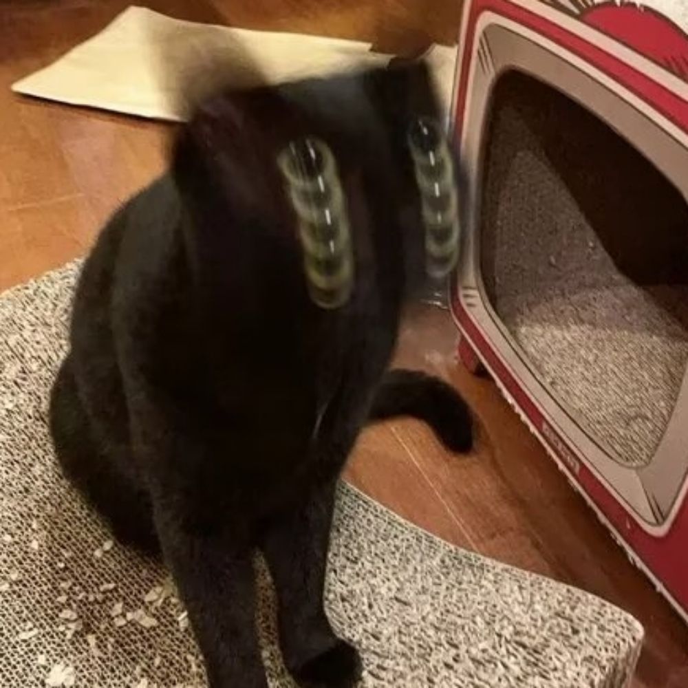 五彩斑斓的黑猫