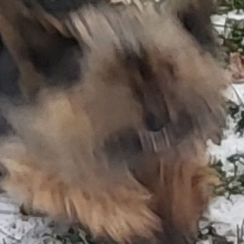 bebe