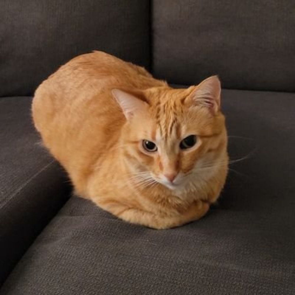 Jack the Cat 🧡🖤