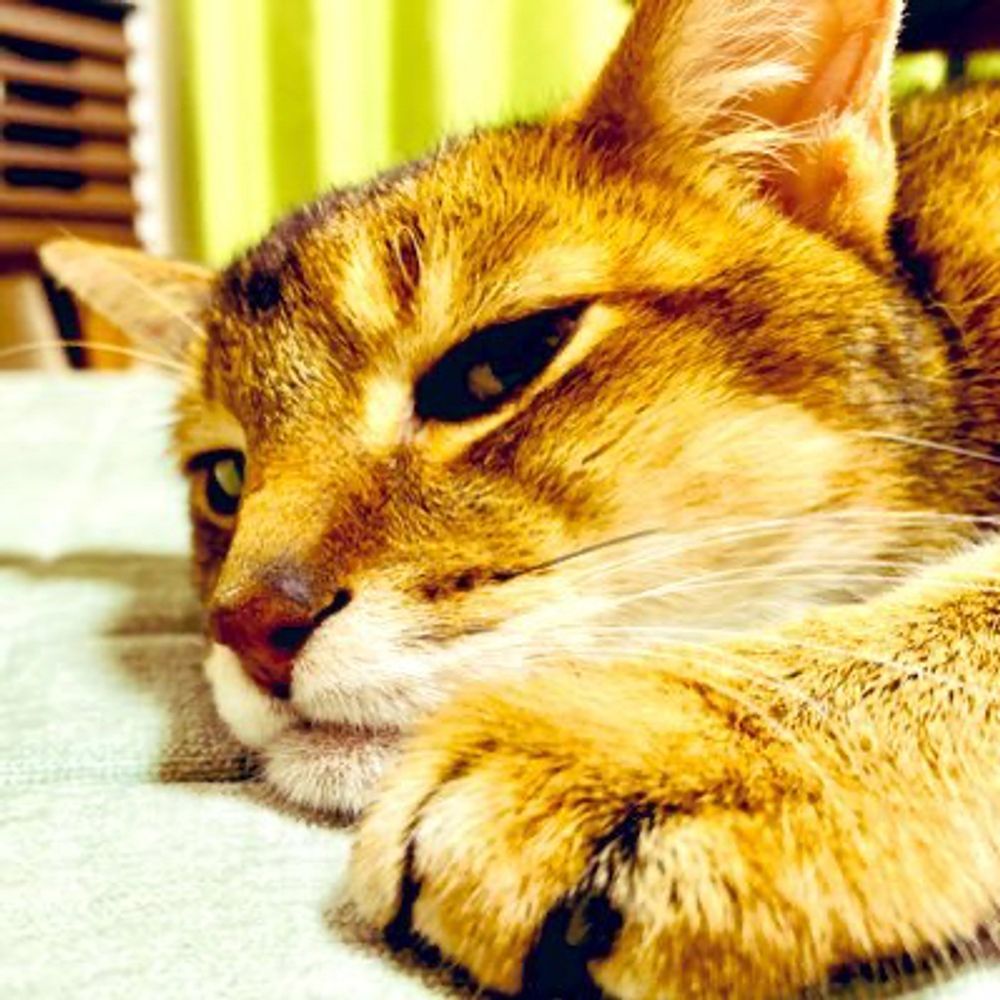 （活動休止中）