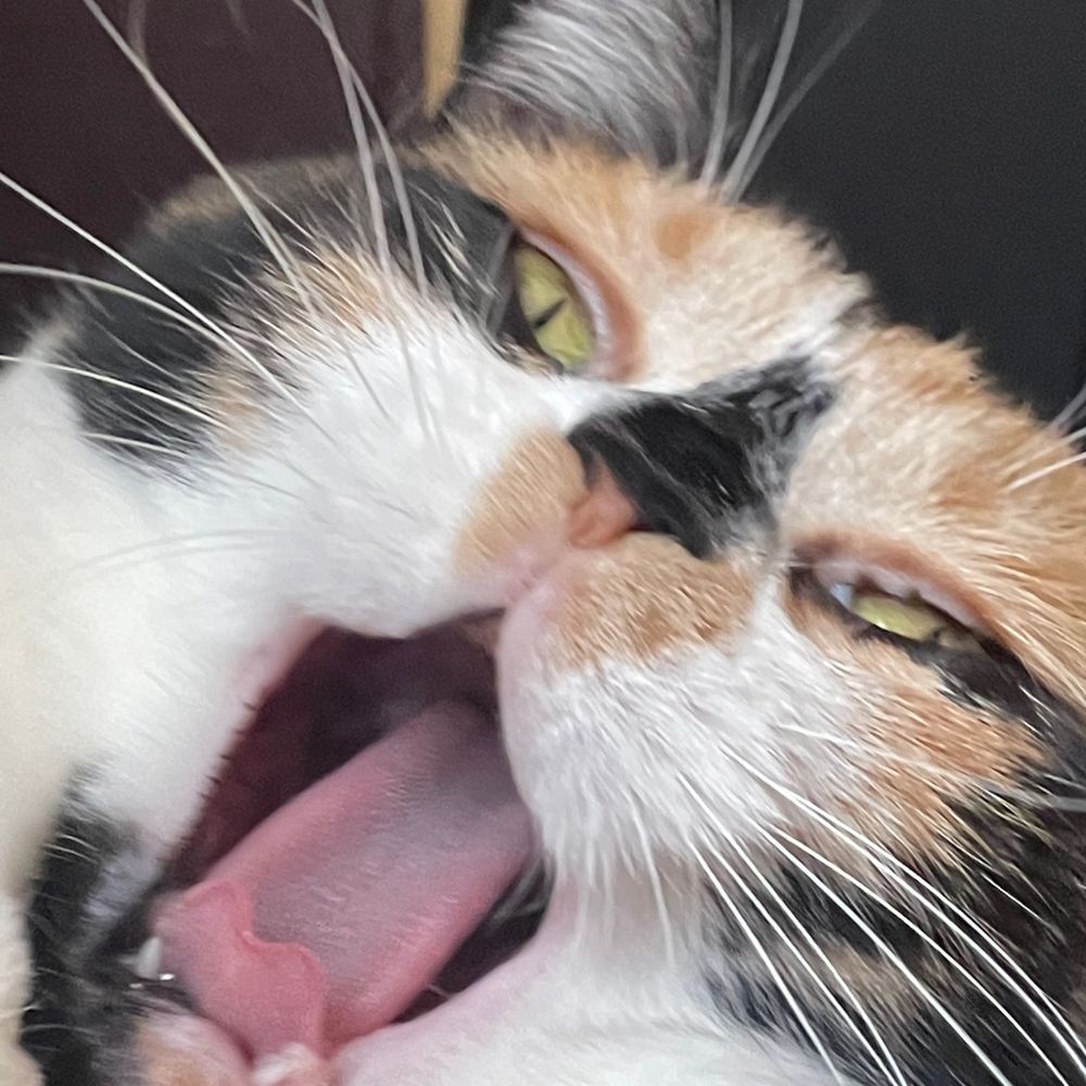 ビデ
